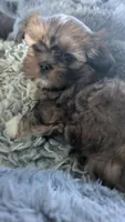 Mo, a male Shih Tzu for sale in Ashland City, TN – 2 of 8