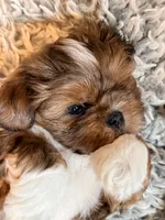 Miney, a male Shih Tzu for sale in Ashland City, TN – 3 of 7