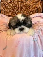 Minnie, a female Shih Tzu for sale in Ashland City, TN – 2 of 6