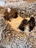 Minnie, a female Shih Tzu for sale in Ashland City, TN – 4 of 6