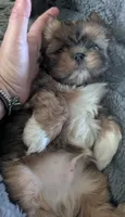 Mo, a male Shih Tzu for sale in Ashland City, TN – 4 of 8