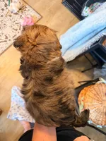 Miney, a male Shih Tzu for sale in Ashland City, TN – 7 of 7