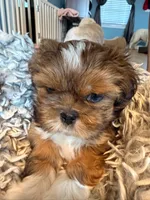 Miney, a male Shih Tzu for sale in Ashland City, TN – 4 of 7