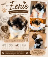 Eenie, a male Shih Tzu for sale in Ashland City, TN – 6 of 6