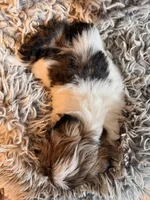 Minnie, a female Shih Tzu for sale in Ashland City, TN – 5 of 6
