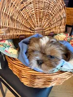 Miney, a male Shih Tzu for sale in Ashland City, TN – 5 of 7