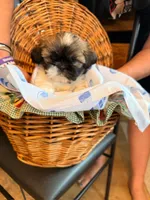 Eenie, a male Shih Tzu for sale in Ashland City, TN – 2 of 6