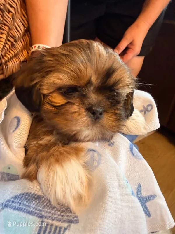 Mo – Shih Tzu puppy for sale in Ashland City, TN