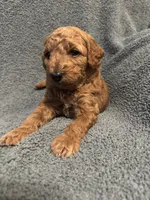 Faith, a female Golden Mountain Doodle for sale in Powell, WY – 3 of 3