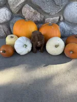Reba, a female Golden Mountain Doodle for sale in Powell, WY – 2 of 3