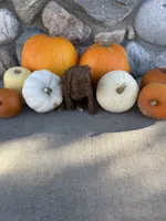 Reba, a female Golden Mountain Doodle for sale in Powell, WY – 3 of 3