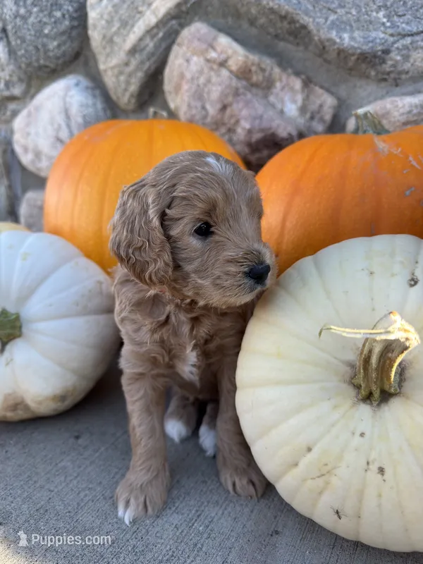 Jinks – Golden Mountain Doodle puppy for sale in Powell, WY