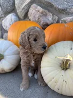 Jinks, a male Golden Mountain Doodle for sale in Powell, WY – 1 of 3