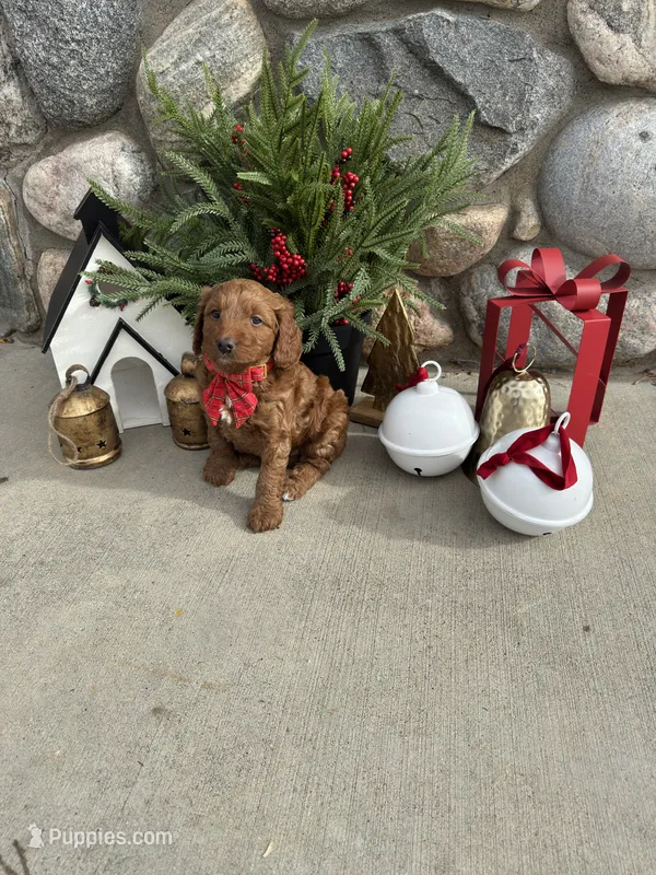Reba – Golden Mountain Doodle puppy for sale in Powell, WY