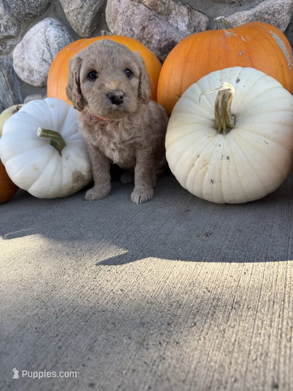 Lainey – Golden Mountain Doodle puppy for sale in Powell, WY