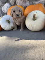 Lainey, a female Golden Mountain Doodle for sale in Powell, WY – 1 of 3