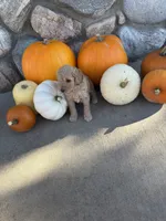 Lainey, a female Golden Mountain Doodle for sale in Powell, WY – 2 of 3