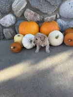 Dolly, a female Golden Mountain Doodle for sale in Powell, WY – 2 of 2