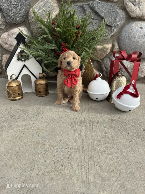 Jinks – Golden Mountain Doodle puppy for sale in Powell, WY