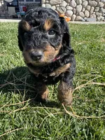 Martina, a female Golden Mountain Doodle for sale in Powell, WY – 2 of 3