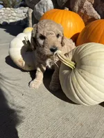 Dolly, a female Golden Mountain Doodle for sale in Powell, WY – 1 of 2