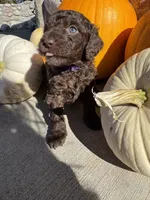 Ella, a female Golden Mountain Doodle for sale in Powell, WY – 1 of 3