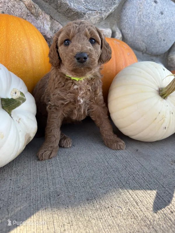 Faith – Golden Mountain Doodle puppy for sale in Powell, WY