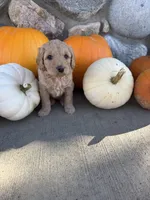 Lainey, a female Golden Mountain Doodle for sale in Powell, WY – 3 of 3