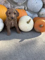 Faith, a female Golden Mountain Doodle for sale in Powell, WY – 2 of 3