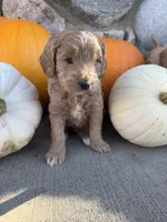 Jinks, a male Golden Mountain Doodle for sale in Powell, WY – 2 of 3