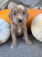 Jinks, a male Golden Mountain Doodle for sale in Powell, WY – 3 of 3