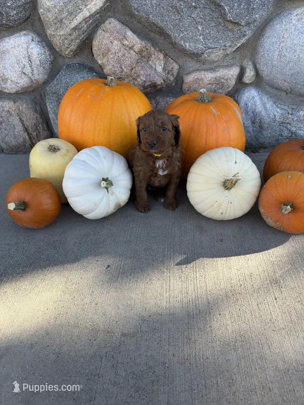 Reba – Golden Mountain Doodle puppy for sale in Powell, WY