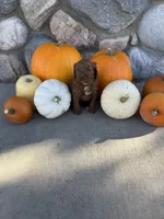 Reba, a female Golden Mountain Doodle for sale in Powell, WY – 1 of 3
