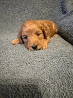 Shania, a female Golden Mountain Doodle for sale in Powell, WY – 2 of 3