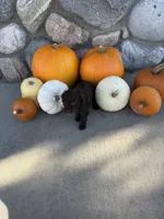 Ella, a female Golden Mountain Doodle for sale in Powell, WY – 2 of 3