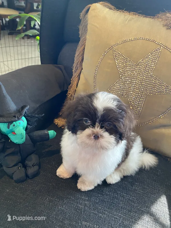 Bitsie – Shih Tzu puppy for sale in Bella Vista, AR