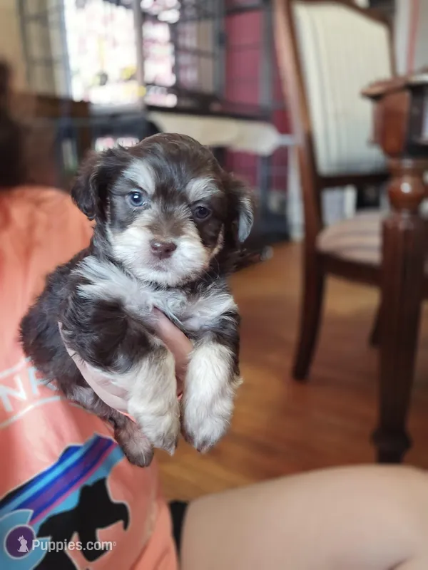 Red – Havanese puppy for sale in Ottumwa, IA