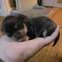 Red, a male Havanese for sale in Ottumwa, IA – Photo 4 of 4