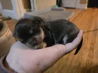 Red, a male Havanese for sale in Ottumwa, IA – Photo 2 of 2