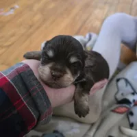 Red, a male Havanese for sale in Ottumwa, IA – Photo 3 of 4