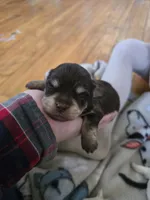 Red, a male Havanese for sale in Ottumwa, IA – Photo 1 of 2