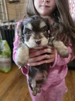 Red, a male Havanese for sale in Ottumwa, IA – Photo 2 of 4