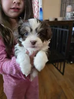 Sweetie, a female Havanese for sale in Ottumwa, IA – Photo 1 of 3