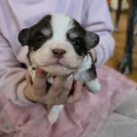 Sweetie, a female Havanese for sale in Ottumwa, IA – Photo 2 of 3