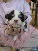 Sweetie, a female Havanese for sale in Ottumwa, IA – Photo 1 of 2