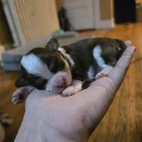 Sweetie, a female Havanese for sale in Ottumwa, IA – Photo 3 of 3