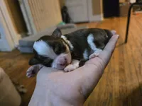 Sweetie, a female Havanese for sale in Ottumwa, IA – Photo 2 of 2