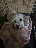 Nita, a female Havanese for sale in Ottumwa, IA – Photo 2 of 2