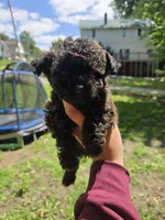 Mufasa, a male Poodle - Toy  for sale in Ottumwa, IA – 3 of 10