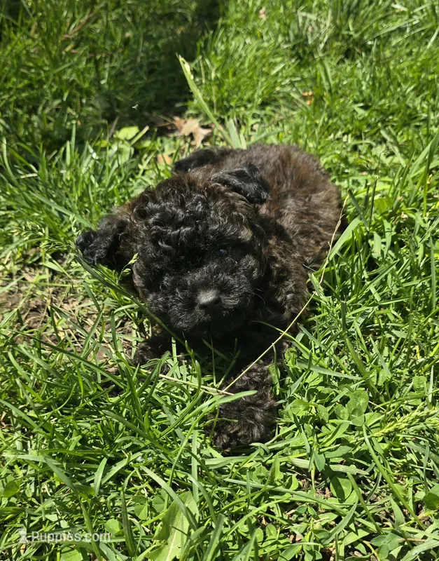 *price drop* Mufasa – Poodle - Toy  puppy for sale in Ottumwa, IA